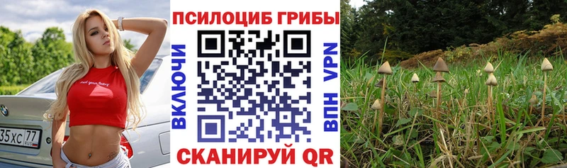 Галлюциногенные грибы Psilocybe Межгорье